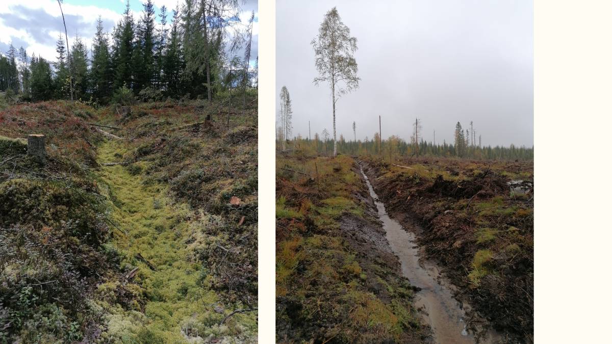 Kirovohraddagi samimiy fotosuratlar