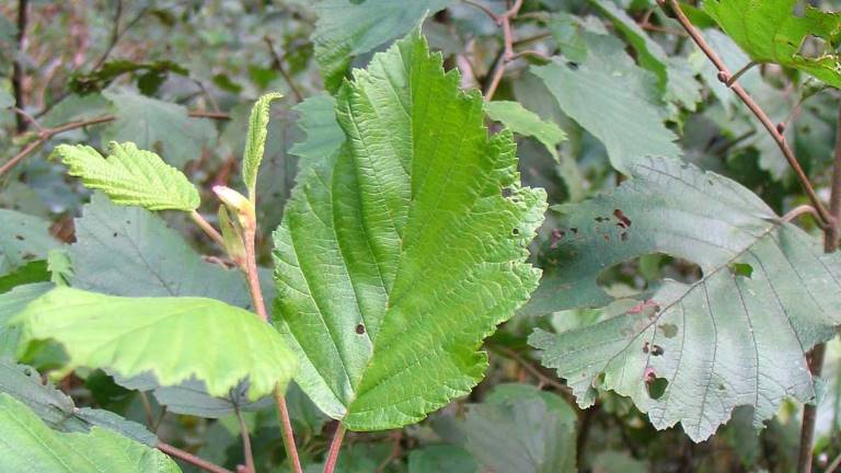 Gråal, Alnus incana, blad. Foto Lars Rytter