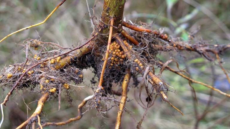 Rotknölar med Frankia på gråal, Alnus incana. Foto Lars Rytter.