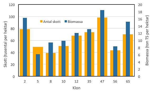 Sofielund, hybridaspens rotskott, antal och biomassa.