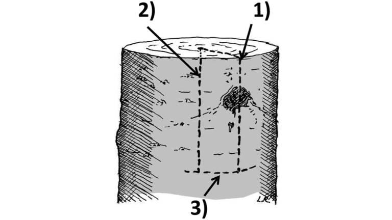 Beskrivning av stamprov i studien av stamkvistning. Illustration Lars Rytter.
