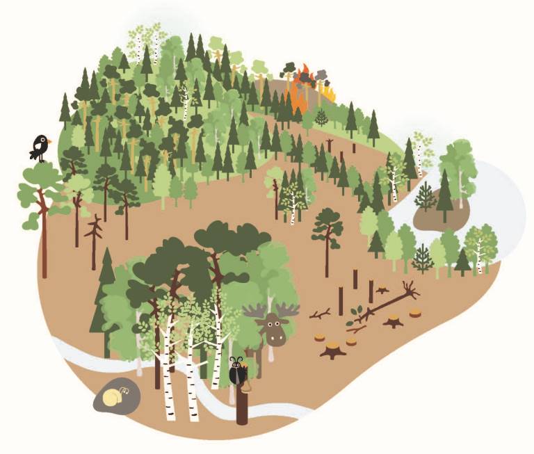 Illustration_Skogsbruk NaturvardBeskuren.jpg