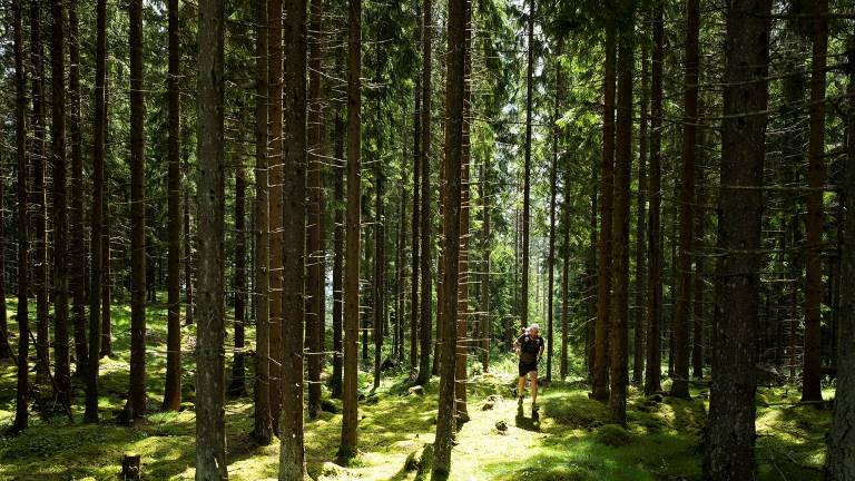 Löpare_i_skogen_Webb.jpg