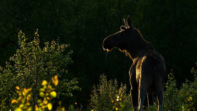 11090089-algtjur-betar-sly-alces-alces_Webb.jpg
