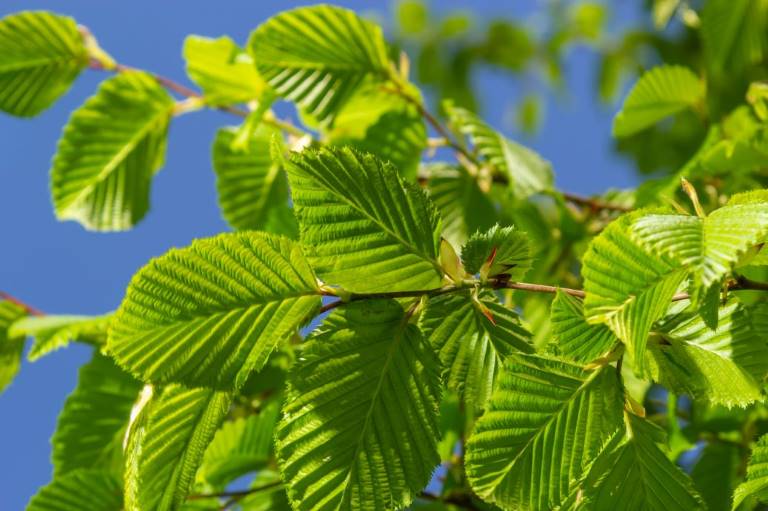 56969216-young-green-new-elm-leaves-on-a-branch-against-a-blue-sky_Oleg Marchak Mostphotos_small.jpg