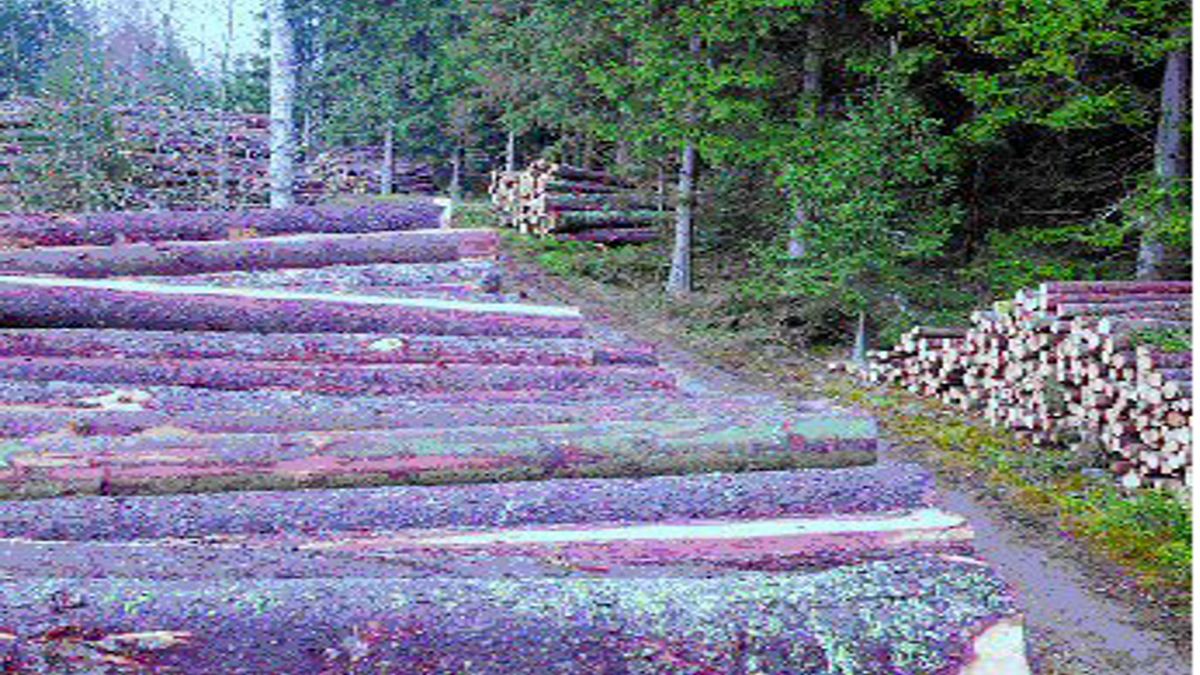 Viktsutredning – Råvolymvikter - Skogforsk