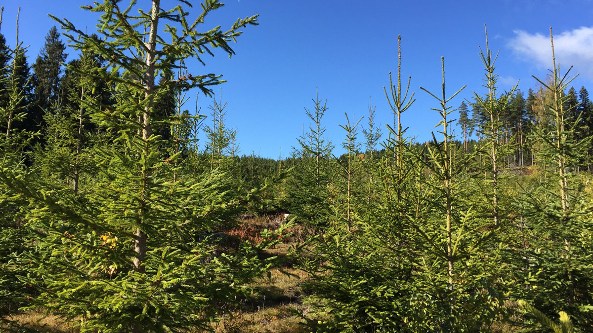 Specifika föräldrakombinationer på gran viktiga att ta hänsyn till