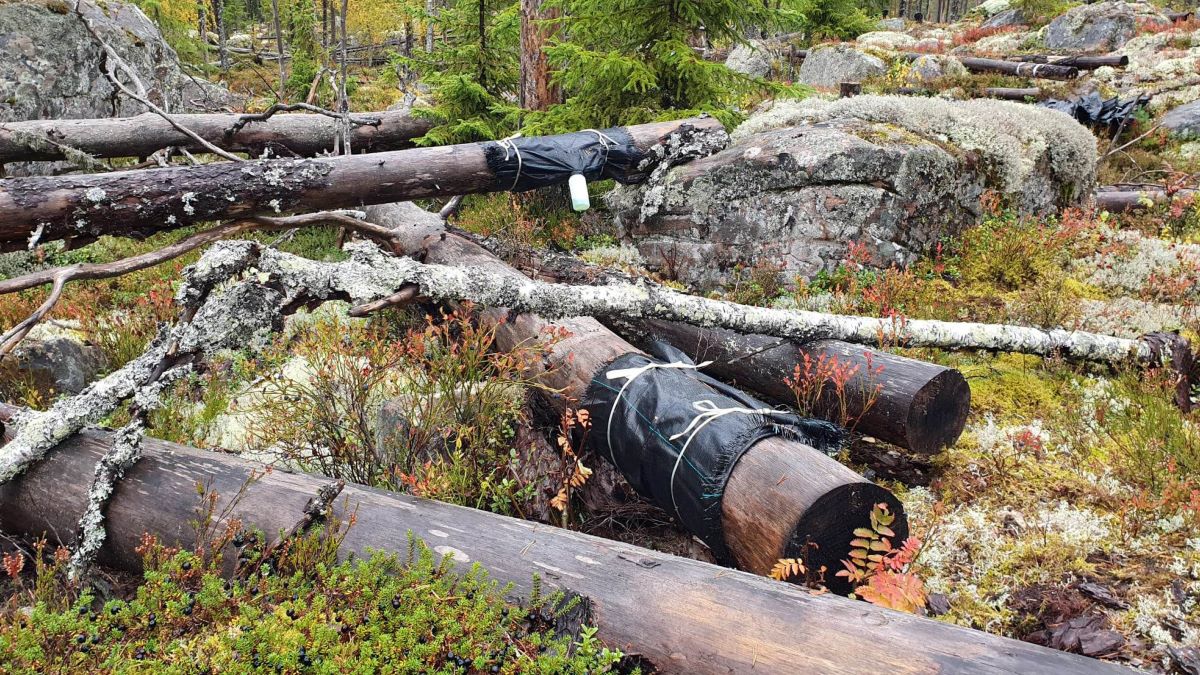 Extinct Timber Dead Wood Gives Life to the Forest – Effective Restoration in Boreal ...