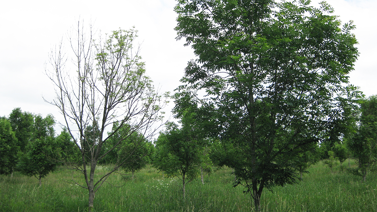 From DNA to Rescue: Genomic Research Can Secure the Future of the Ash ...