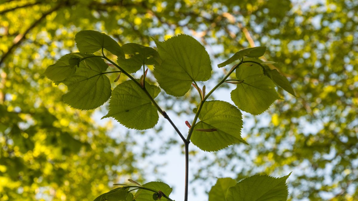 Lindens ekologi och nytta - Skogforsk