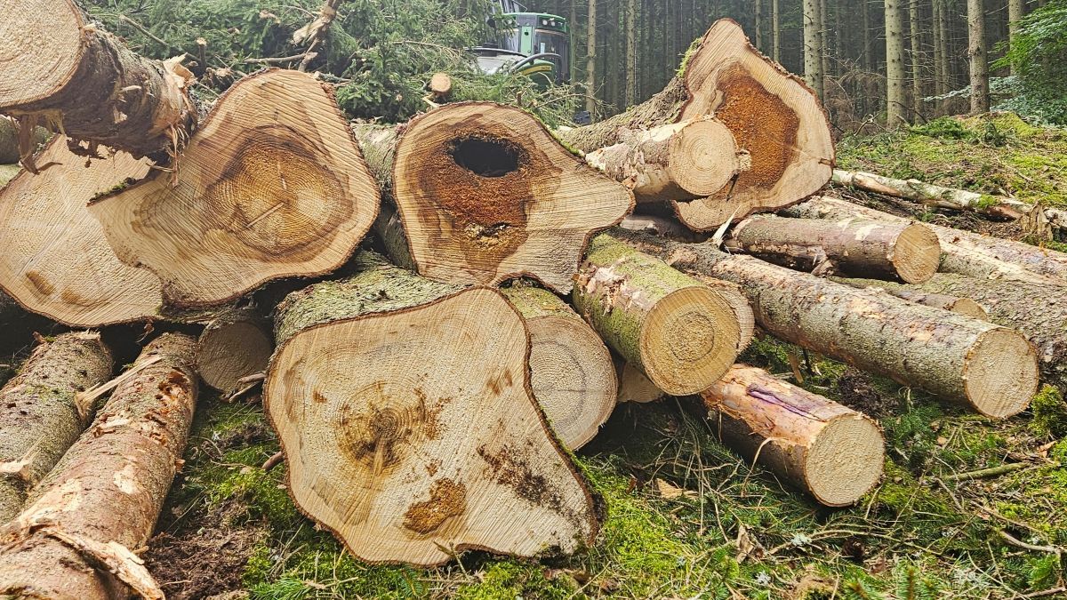 Röta i gran kartlagd med skördardata – stora skillnader över landet ...